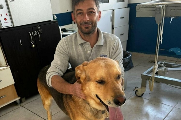 Muğla’da, zehirlenen köpeklerden 5’i kurtarıldı