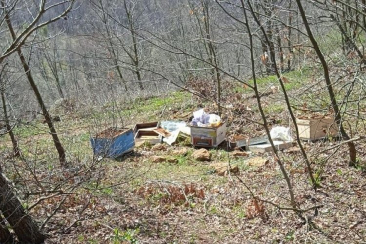 Balıkesir Gönen'de arı kovanları ayılar tarafından parçalandı
