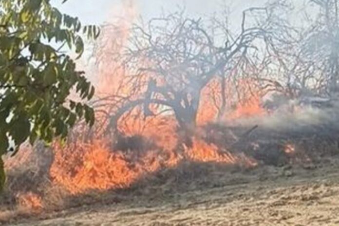 Denizli'de orman yangını