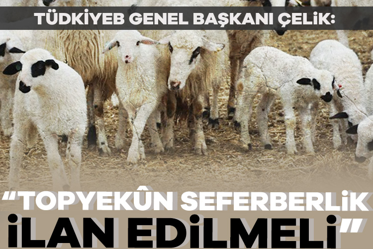 TÜDKİYEB Genel Başkanı Çelik: Topyekûn seferberlik ilan edilmeli – Ekonomi Haberleri