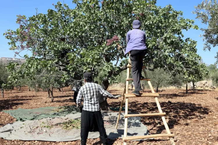 Tarlaya girenin yüzü düştü! Resmen yok senesi – Ekonomi Haberleri
