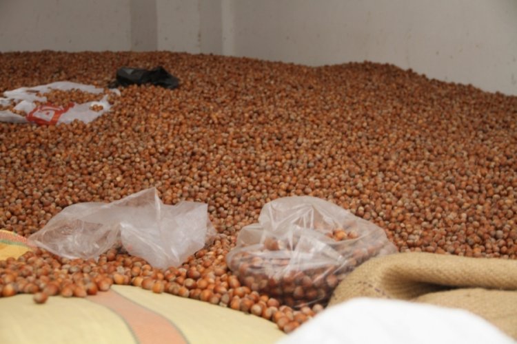 Fındık fiyatları yükselişe geçti: 50 randıman 300 TL – Ekonomi Haberleri