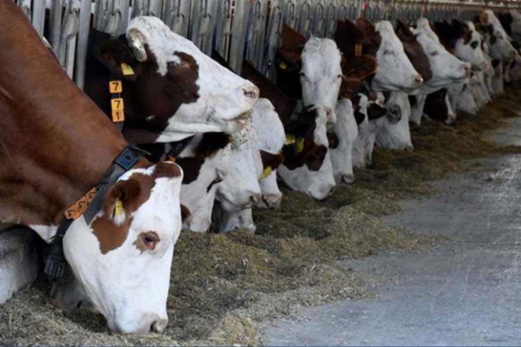 Türkiye’de haziran itibariyle 17,2 milyon büyükbaş hayvan var – Ekonomi Haberleri