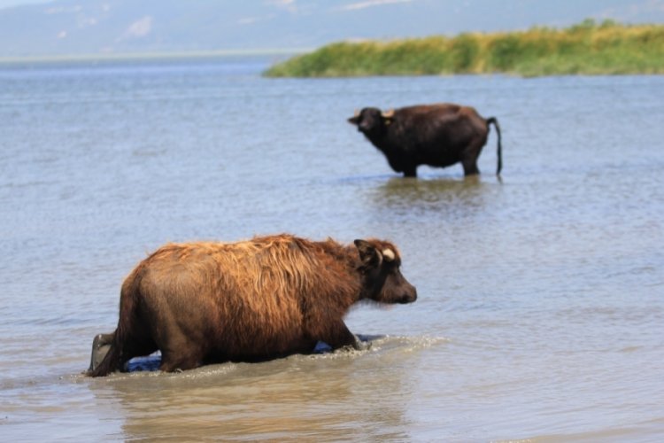 Manda sayısı son 5 yılda yüzde 16 azaldı – Ekonomi Haberleri