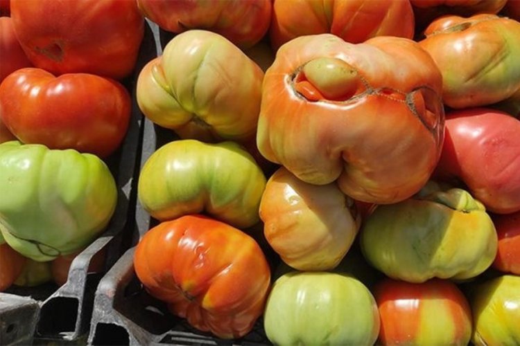 Bu domatesler bildiğiniz gibi değil! – Ekonomi Haberleri