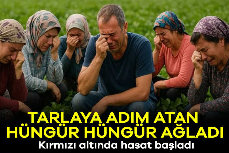 Tarlaya adım atan hüngür hüngür ağladı: Kırmızı altında hasat başladı – Ekonomi Haberleri